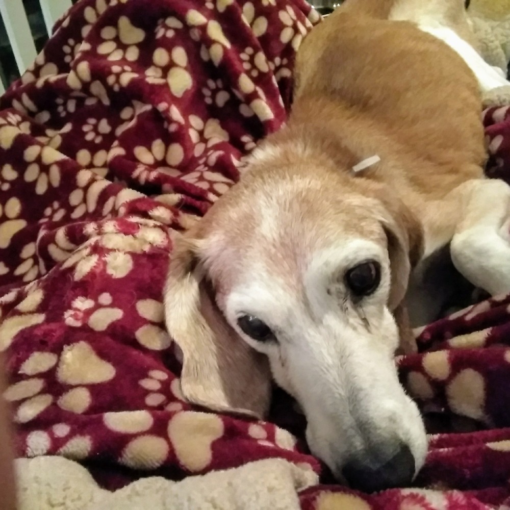 Meet your Posher, Joyce